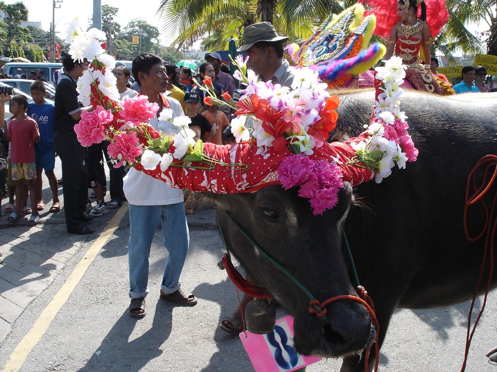 Chonburi Buffalo Race