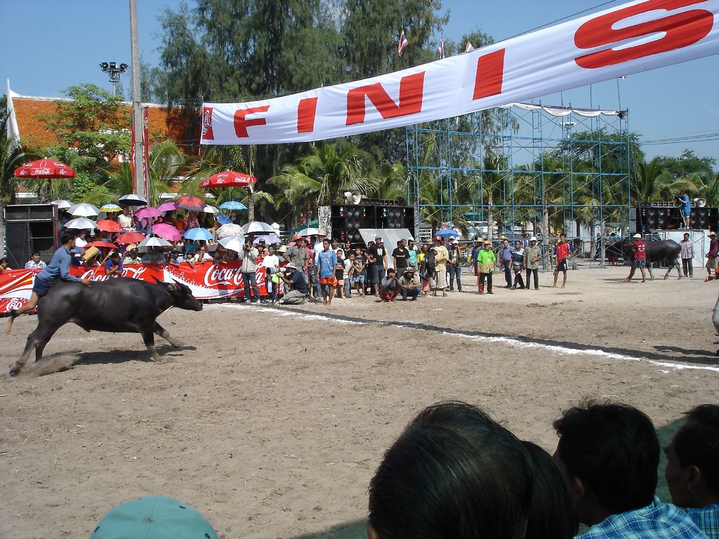 Chonburi Buffalo Race