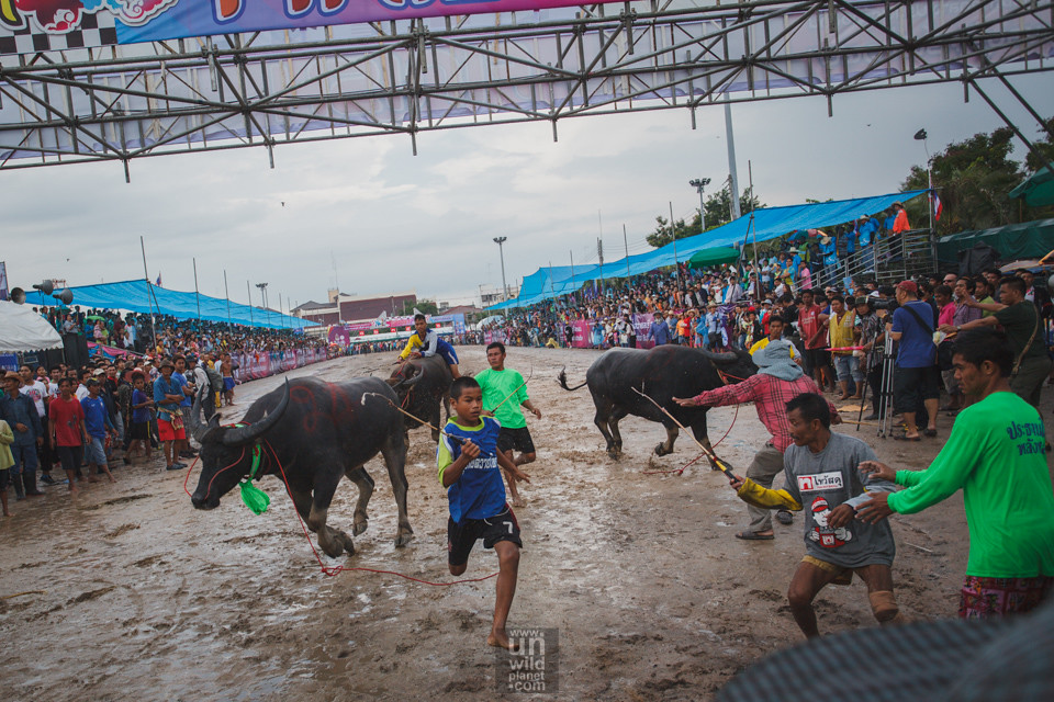 Chonburi Buffalo Race